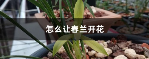 怎么让春兰开花，养几年能开花