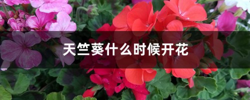 天竺葵什么时候开花