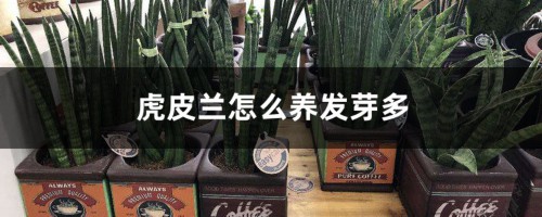 虎皮兰怎么养发芽多