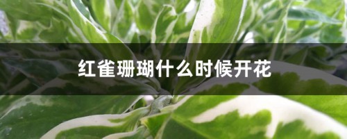 红雀珊瑚什么时候开花