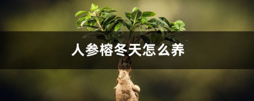 人参榕冬天怎么养