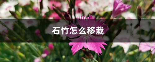 石竹怎么移栽