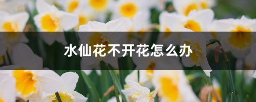 水仙花不开花怎么办