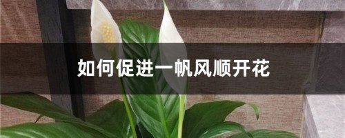 如何促进一帆风顺开花，开花后怎么处理