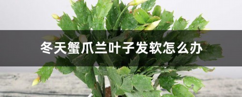 冬天蟹爪兰叶子发软怎么办，叶子变薄变软了