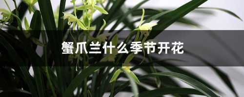 蟹爪兰什么季节开花，蟹爪兰花苞脱落原因