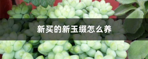 新买的新玉缀怎么养