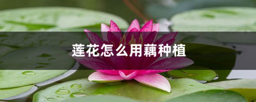 莲花怎么用藕种植，种植后怎么养护