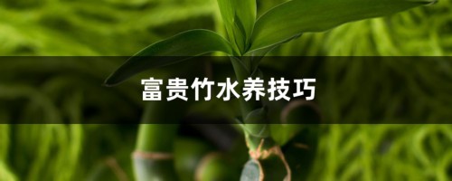 富贵竹水养技巧，水养多久能生根