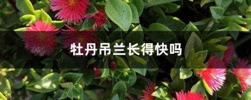 牡丹吊兰长得快吗