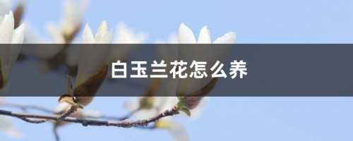 白玉兰花怎么养