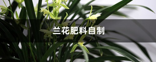 兰花肥料自制