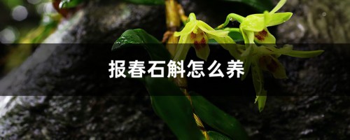 报春石斛怎么养