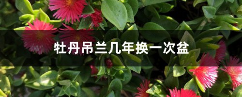 牡丹吊兰几年换一次盆