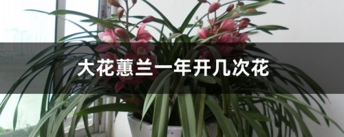 大花蕙兰一年开几次花