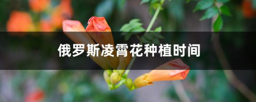 俄罗斯凌霄花种植时间