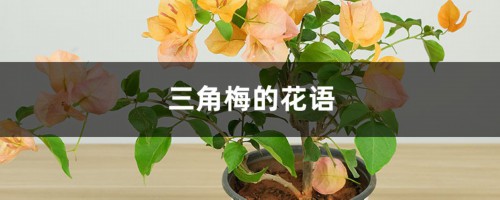 三角梅的花语，寓意和象征