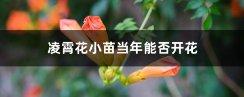 凌霄花小苗当年能否开花，小苗一年能长多大