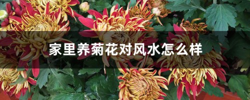 家里养菊花对风水怎么样