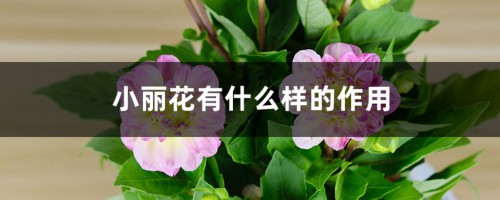 小丽花有什么样的作用