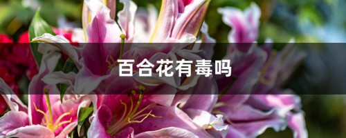 百合花有毒吗