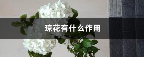 琼花有什么作用