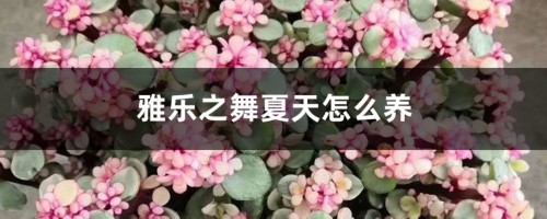 雅乐之舞夏天怎么养，应该怎么浇水