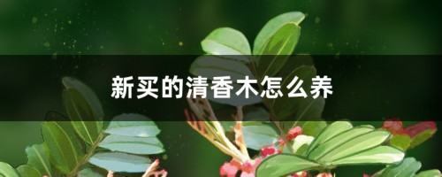 新买的清香木怎么养