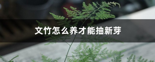 怎样使文竹多萌新发芽，怎么养才粗壮