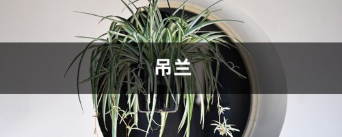 别光知道养吊兰！试试这1种“花”，花期长，开花整个院子香喷喷！