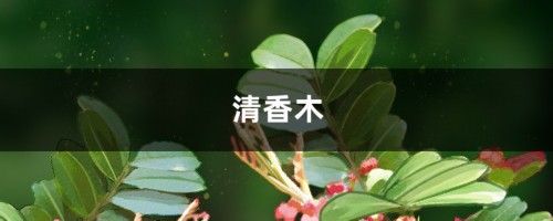 家里养盆“清香木”，1个月不浇水，叶子照样绿油油