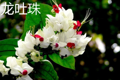 龙吐珠花.jpg