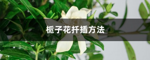 栀子花扦插方法