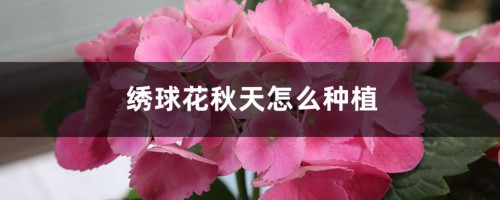 绣球花秋天怎么种植