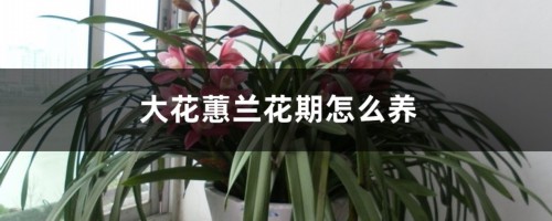 大花蕙兰花期怎么养，开花时能施肥吗