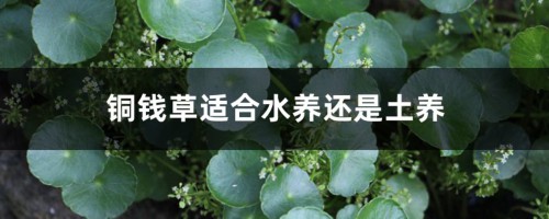 铜钱草水养还是土养好