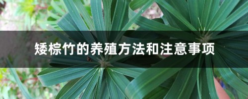 矮棕竹的养殖方法和注意事项