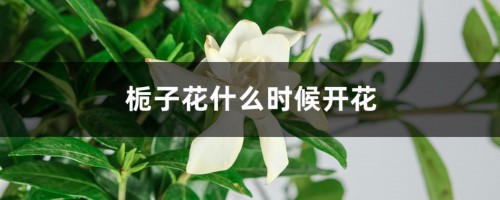 栀子花什么时候开花