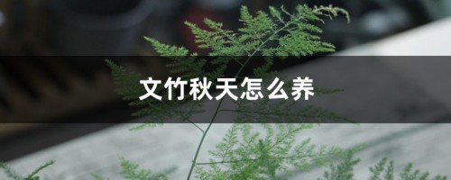 文竹秋天怎么养