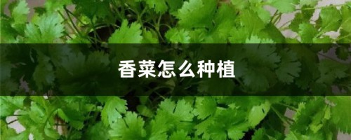 香菜怎么种植