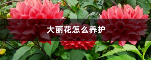 大丽花怎么养护