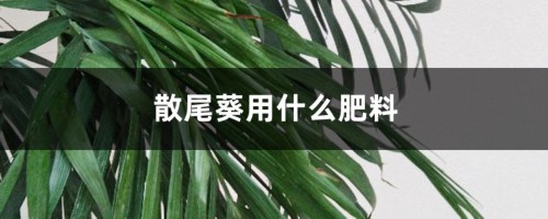 散尾葵用什么肥料