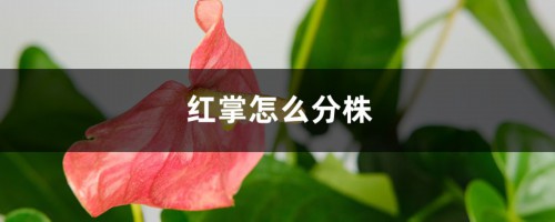 红掌怎么分株