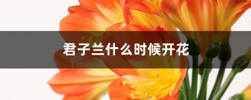 君子兰什么时候开花，君子兰花语