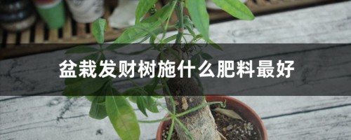 盆栽发财树施什么肥料最好