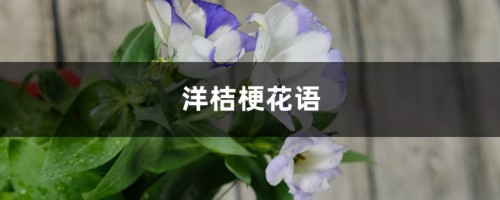 洋桔梗花语，洋桔梗的种植方法