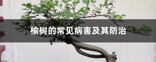 榆树的常见病害及其防治