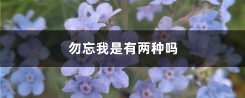 勿忘我是有两种吗