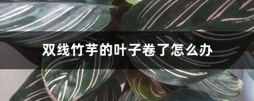 双线竹芋的叶子卷了怎么办