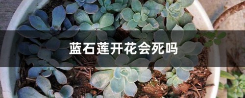 蓝石莲开花会死吗